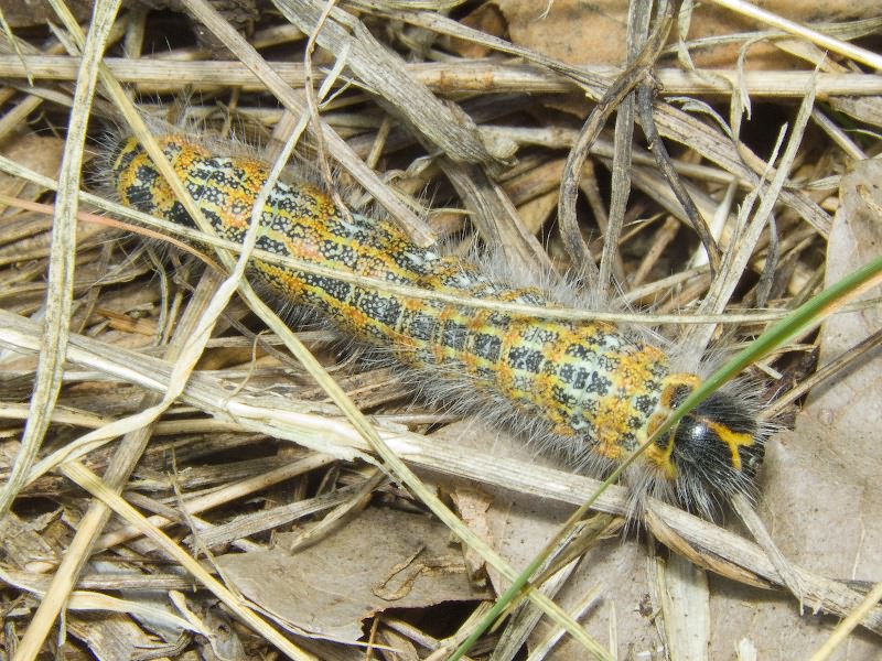 Phalera bucephala (Linnaeus, 1758)